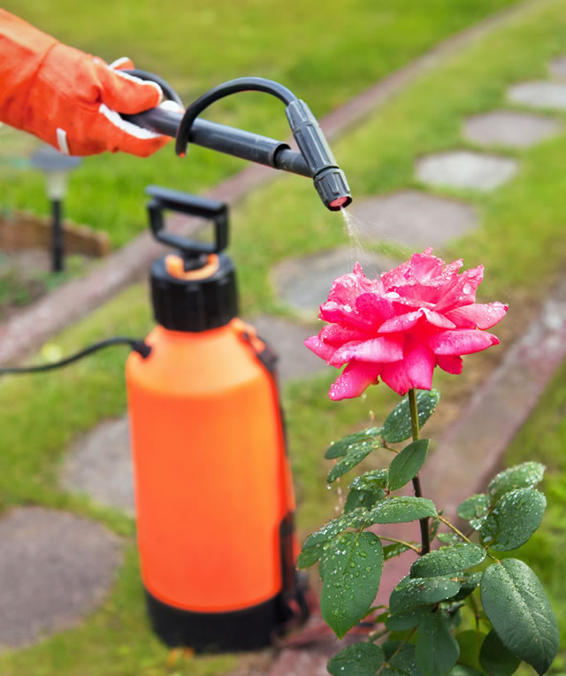 Spraying plants